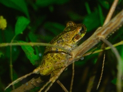 Smilisca baudinii