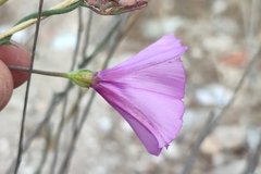 Convolvulus althaeoides