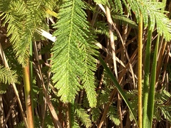 Myriophyllum aquaticum
