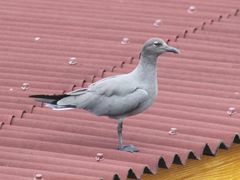 Leucophaeus fuliginosus