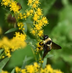 Bombus fraternus