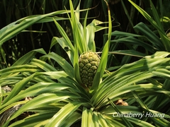 Pandanus odorifer