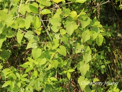 Vitis ficifolia