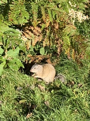 Poliocitellus franklinii