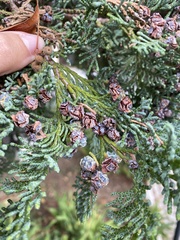 Chamaecyparis lawsoniana