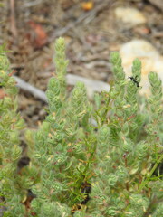 Thymelaea villosa
