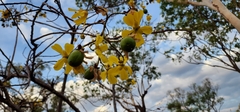 Cochlospermum gillivraei