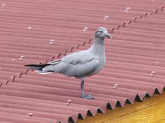 Leucophaeus fuliginosus