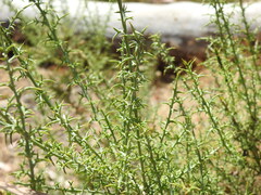 Ulex argenteus subsericeus