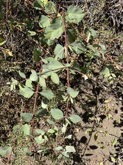 Symphoricarpos rotundifolius