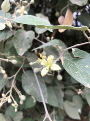 Capparicordis crotonoides