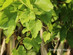 Vitis ficifolia