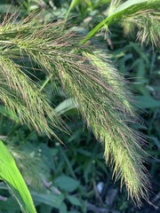 Echinochloa walteri