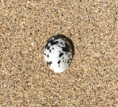 Nerita albicilla