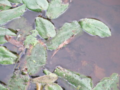 Potamogeton natans