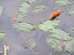 Potamogeton natans