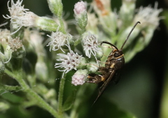 Carmenta pyralidiformis