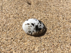 Nerita albicilla
