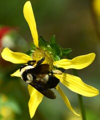 Bombus fraternus