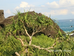Pandanus odorifer