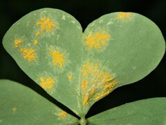 Puccinia oxalidis