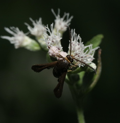 Carmenta pyralidiformis