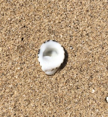 Nerita albicilla