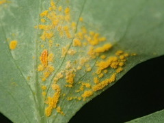 Puccinia oxalidis