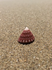 Tectarius spinulosus