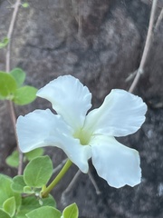 Mandevilla hesperia