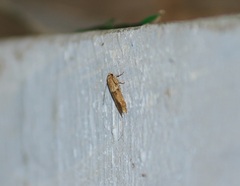 Lepidoptera