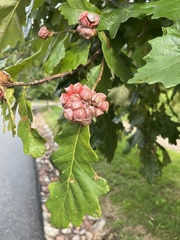 Andricus quercusstrobilanus