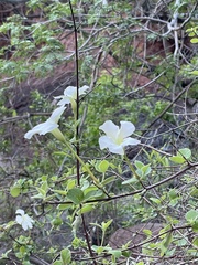 Mandevilla hesperia