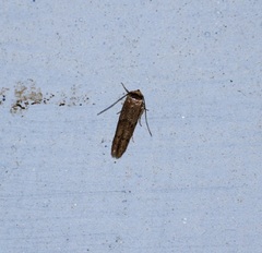 Lepidoptera