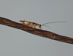Insecta