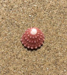 Tectarius spinulosus