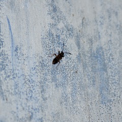 Insecta