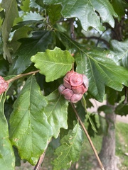 Andricus quercusstrobilanus