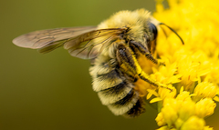 Andrena hirticincta
