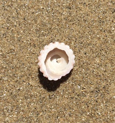 Tectarius spinulosus