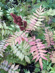 Sorbaria sorbifolia