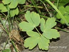 Peucedanum japonicum