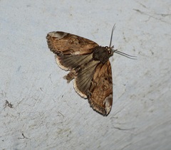 Noctuoidea