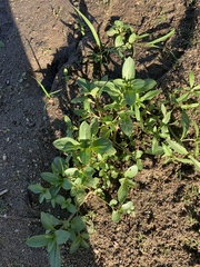 Veronica anagallis-aquatica