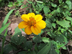 Sclerocarpus divaricatus