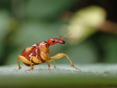 Apoderinae