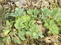 Peucedanum japonicum