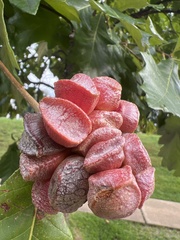 Andricus quercusstrobilanus