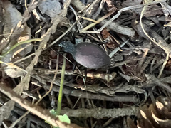 Scaphinotus angusticollis