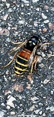 Vespula rufa